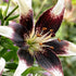 Asiatlilja-Lilium Netty&