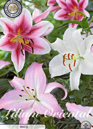 Orientalsk lilje-Lilium Orientalsk Orientalsk Blandet 3-pak