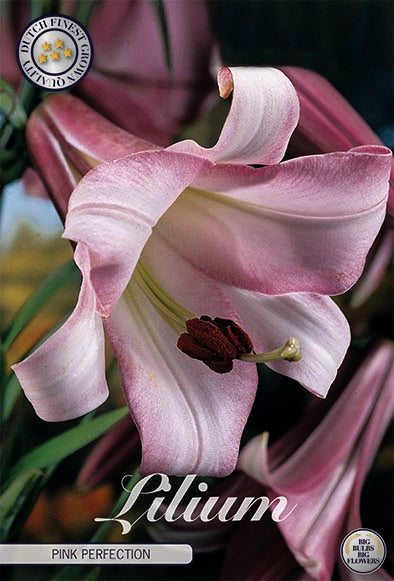 Trumpetti lilja-Lilium Pink Perfection 2 kpl