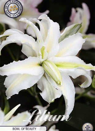 Oriental Lily-Lilium Oriental Bowl of Beauty 2-pakkaus UUSI