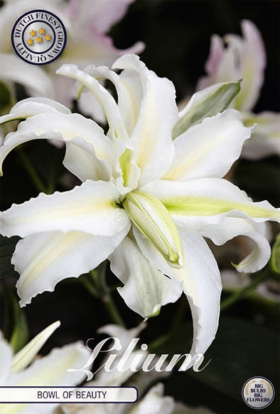 Oriental Lily-Lilium Oriental Bowl of Beauty 2-pakkaus UUSI