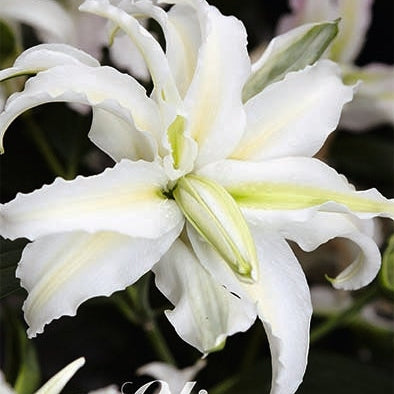 Orientalisk lilja-Lilium Oriental Bowl of Beauty 2-pack NYHET