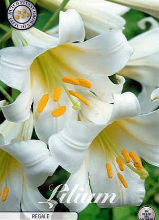 Trumpetti lilja-Lilium Regale 2 kpl
