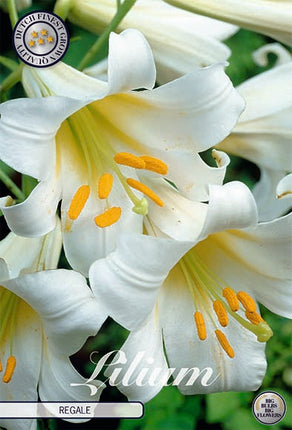 Trumpetlilja-Lilium Regale 2-pack