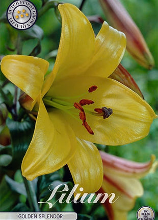 Trompet Lily-Lilium Golden Splendor 2-pak NYHED