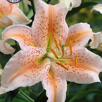 Orientalisk Lilja-Lilium Salmon Party 2-pack NYHET