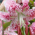 Praktlilja-Lilium Speciosum Rubrum 2-pack
