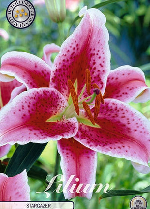 Oriental lily-Lilium Oriental Stargazer 2 kpl