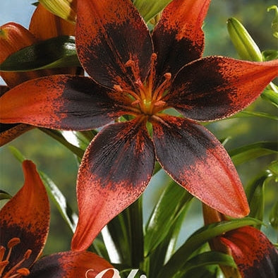 Asiatlilja-Lilium Asiatic Strawberry Event NYHET 2-pack