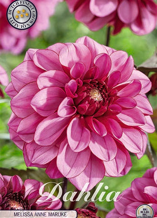 Dahlia Decorative Melissa Anne Marijke 1-pakkaus UUSI