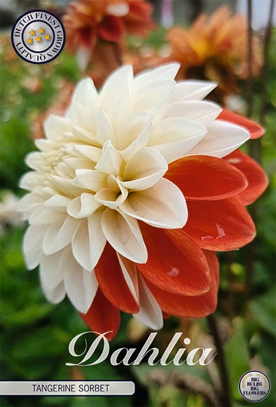 Dahlia Dekorativ Mandarin Sorbet 1-pak NYHED 