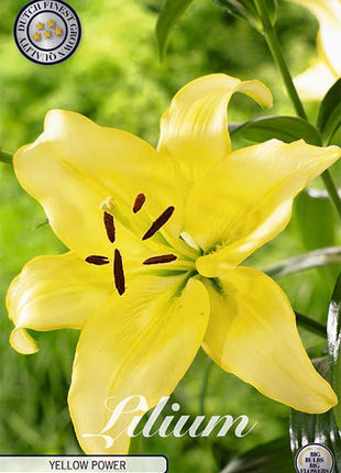Aasialainen lilja-Lilium Yellow Power UUSI 2 kpl