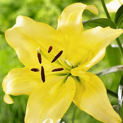 Asiatlilja-Lilium Yellow Power NYHET 2-pack