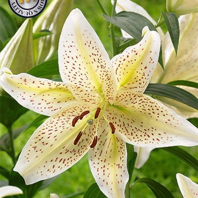 Lilja-Lilium Tigermoon NYHET 2-pack