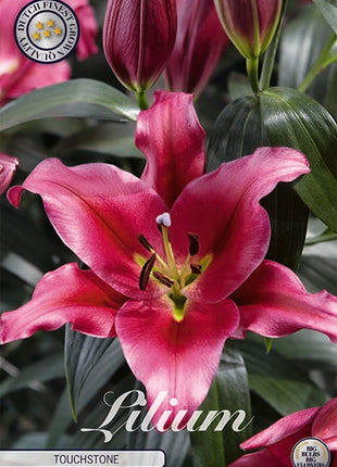 Orientalisk lilja-Lilium Oriental Touchstone 2-pack NYHET
