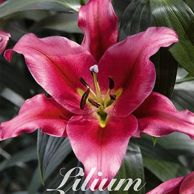 Orientalisk lilja-Lilium Oriental Touchstone 2-pack NYHET