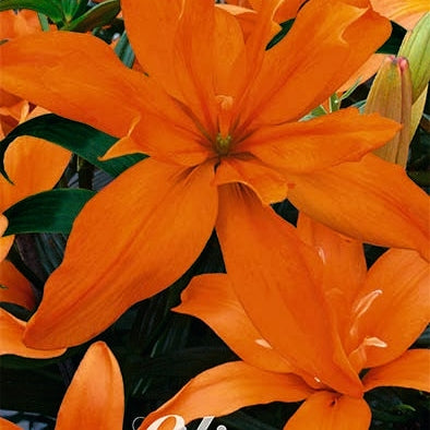 Lilja-Lilium Scoubidou 2-pack NYHET