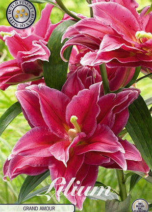 Lily-Lilium Grand Amour 2-pak NYHED