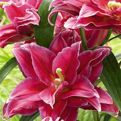 Lilja-Lilium Grand Amour 2-pack NYHET