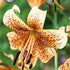 Lilja-Lilium Tiger babies NYHET 2-pack