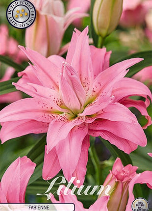 Oriental Lily-Lilium Oriental Fabienne 2-pak NYHED