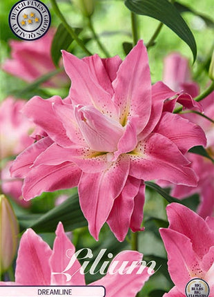 Oriental Lily-Lilium Oriental Dreamline 2-pak NYHED