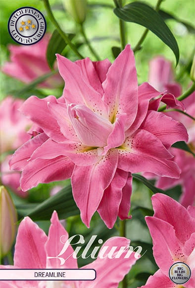 Oriental Lily-Lilium Oriental Dreamline 2-pakkaus UUSI