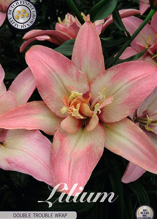 Asiatic Lily-Lilium Double Trouble Wrap UUSI Aasialainen 2-pakkaus
