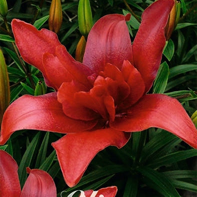 Asiatlilja-Lilium Bald Eagle 2-pack NYHET