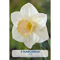 Narciss Salome 3-pack