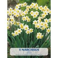 Narciss Minnow 5-pack