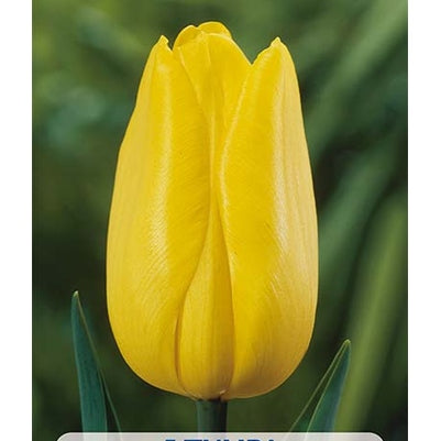 Tulpan Strong Gold 5-pack