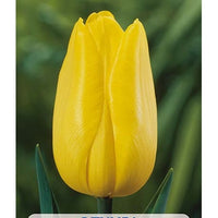 Tulpan Strong Gold 5-pack