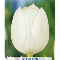 Tulpan Royal Virgin 5-pack