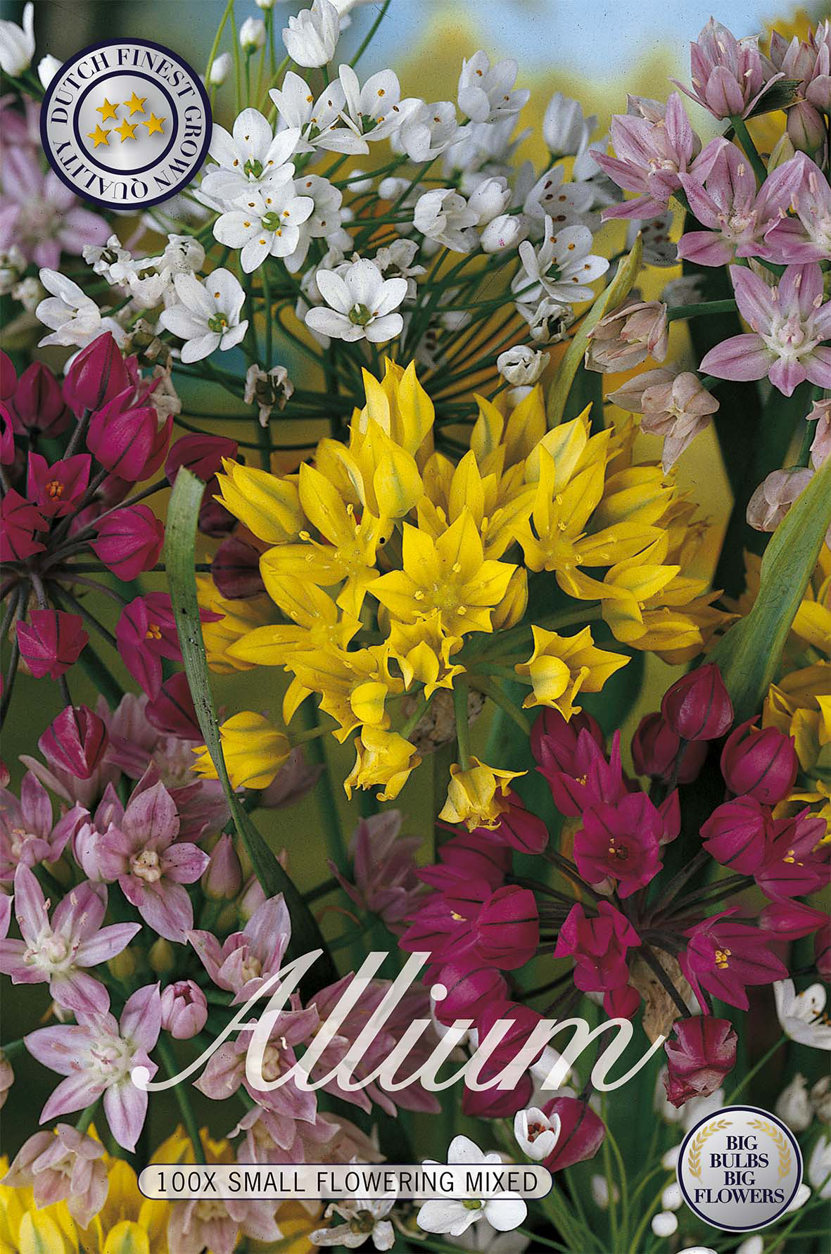 Allium Småblommig Mix 100-pack