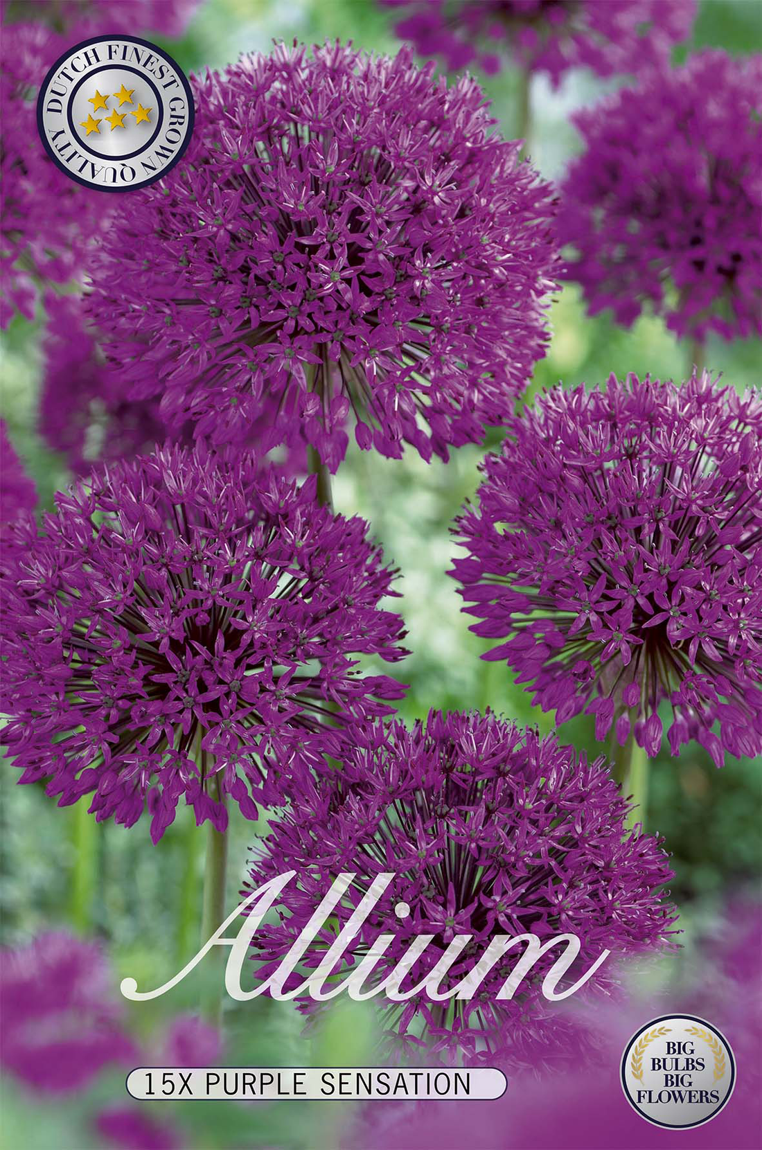 Allium Purple Sensation 15-pack