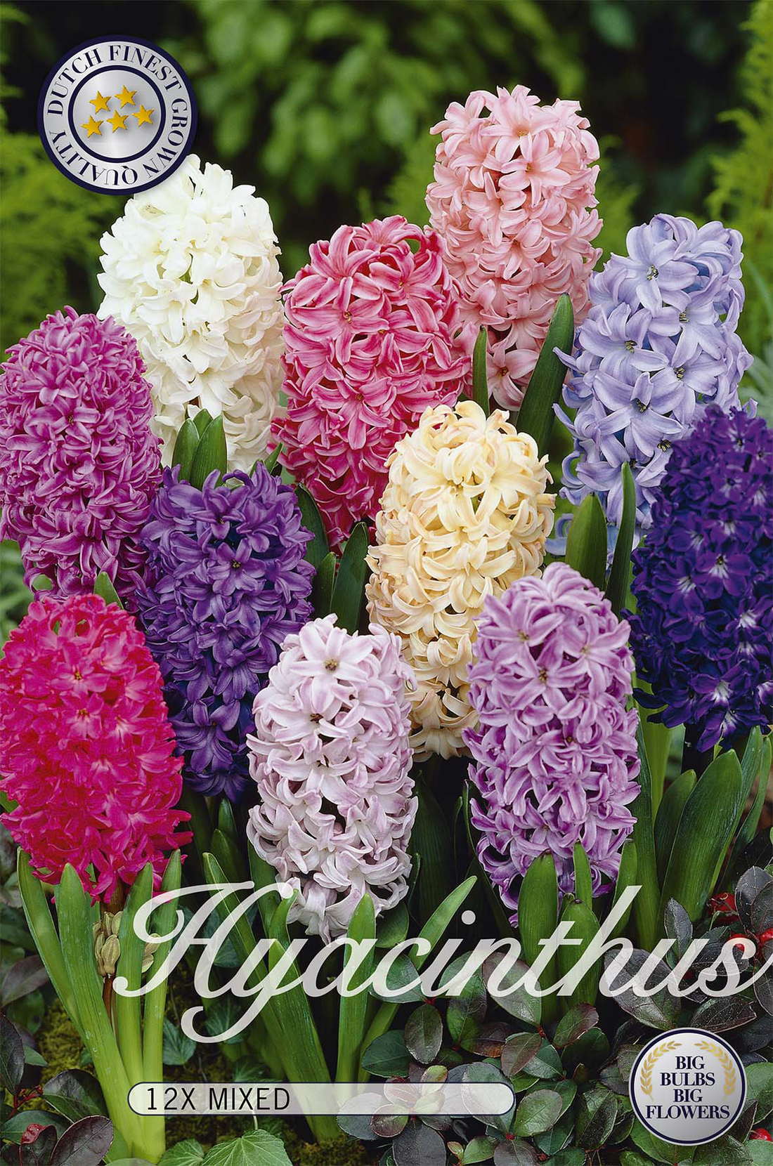 Hyacint Orientalis Mix 12-pack
