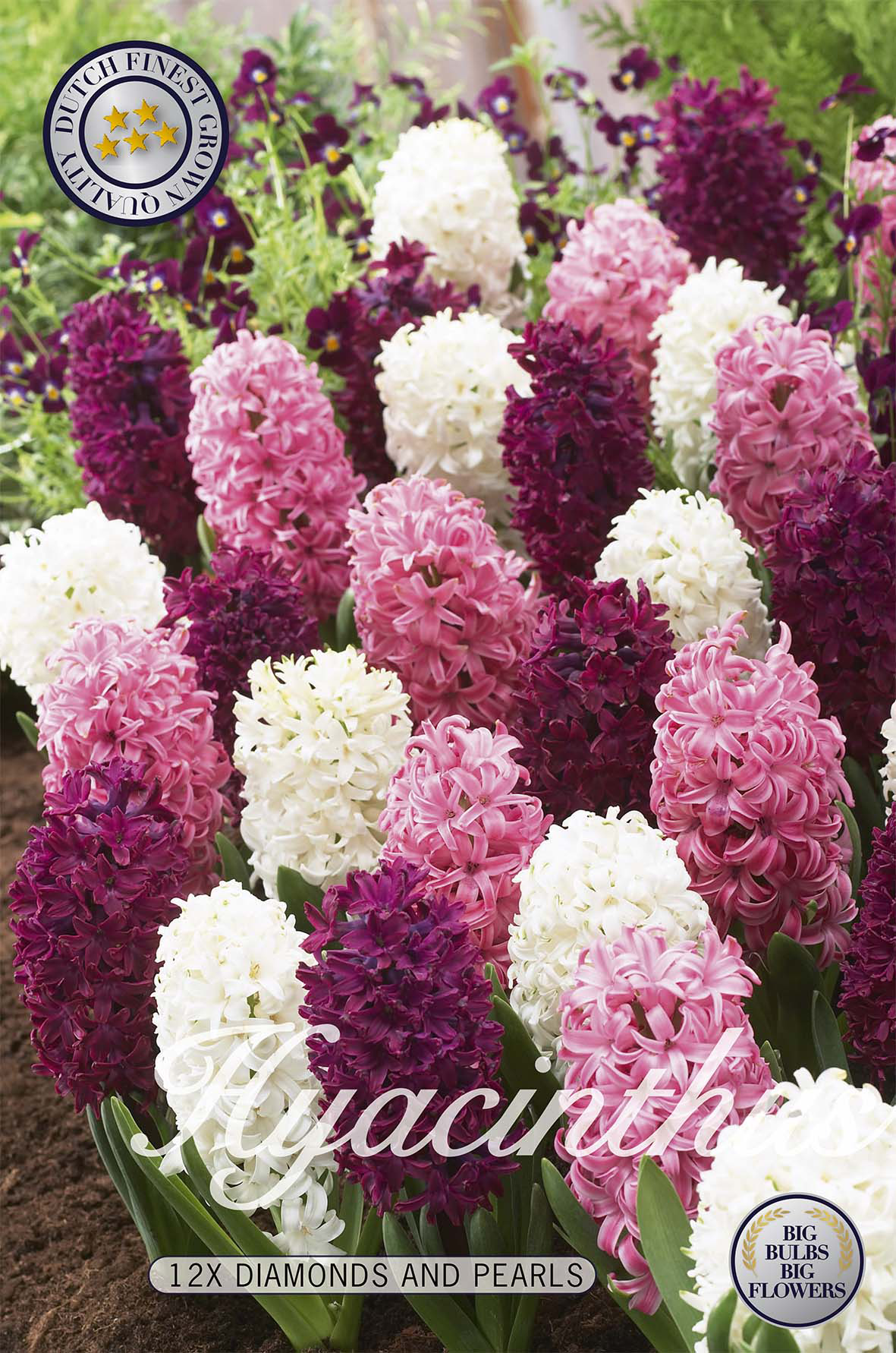 Hyacint Diamonds and Pearls 12-pack