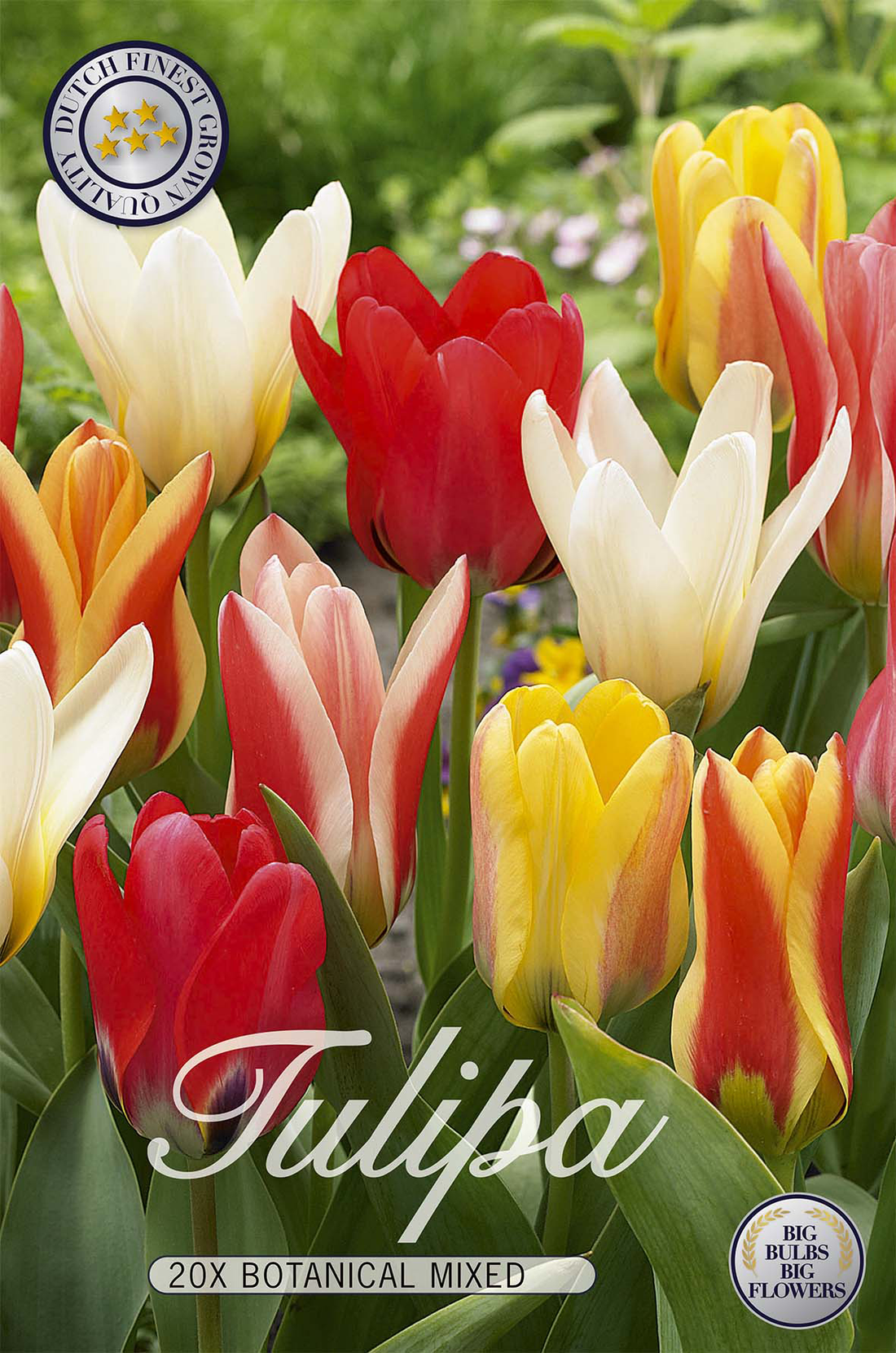 Tulpan Botanisk Mix 20-pack