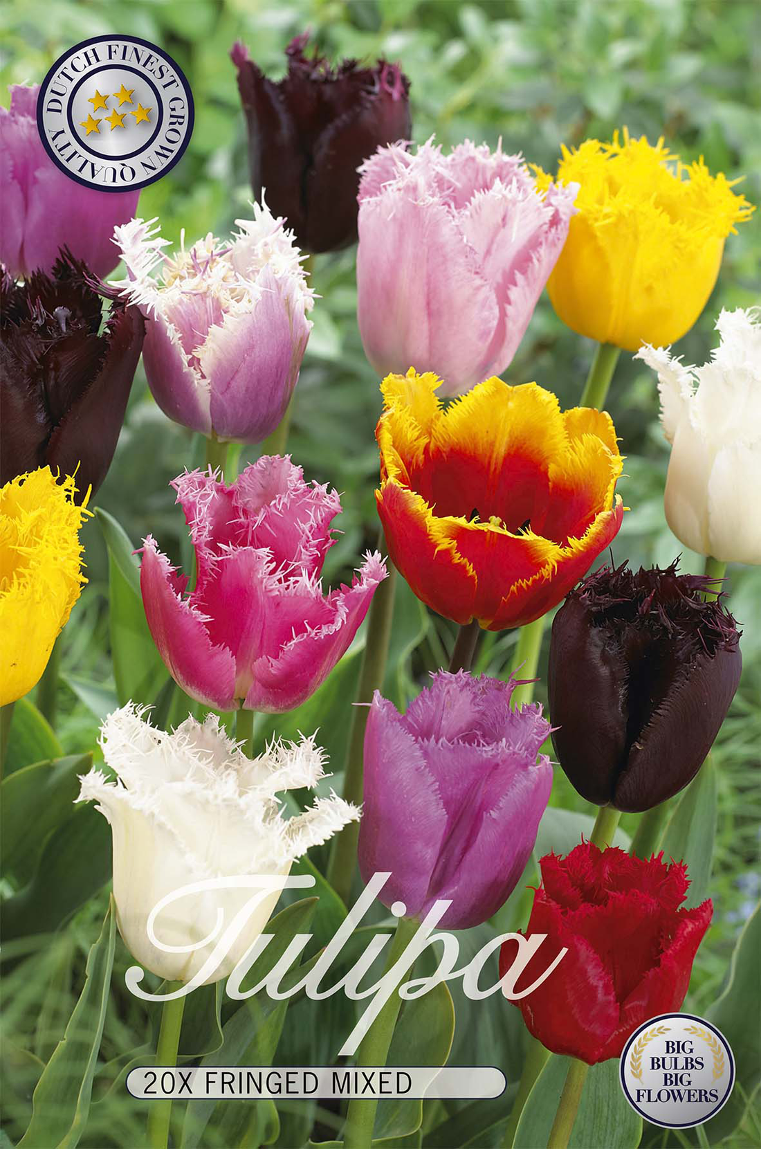 Tulpan Franstulpan Mix 20-pack