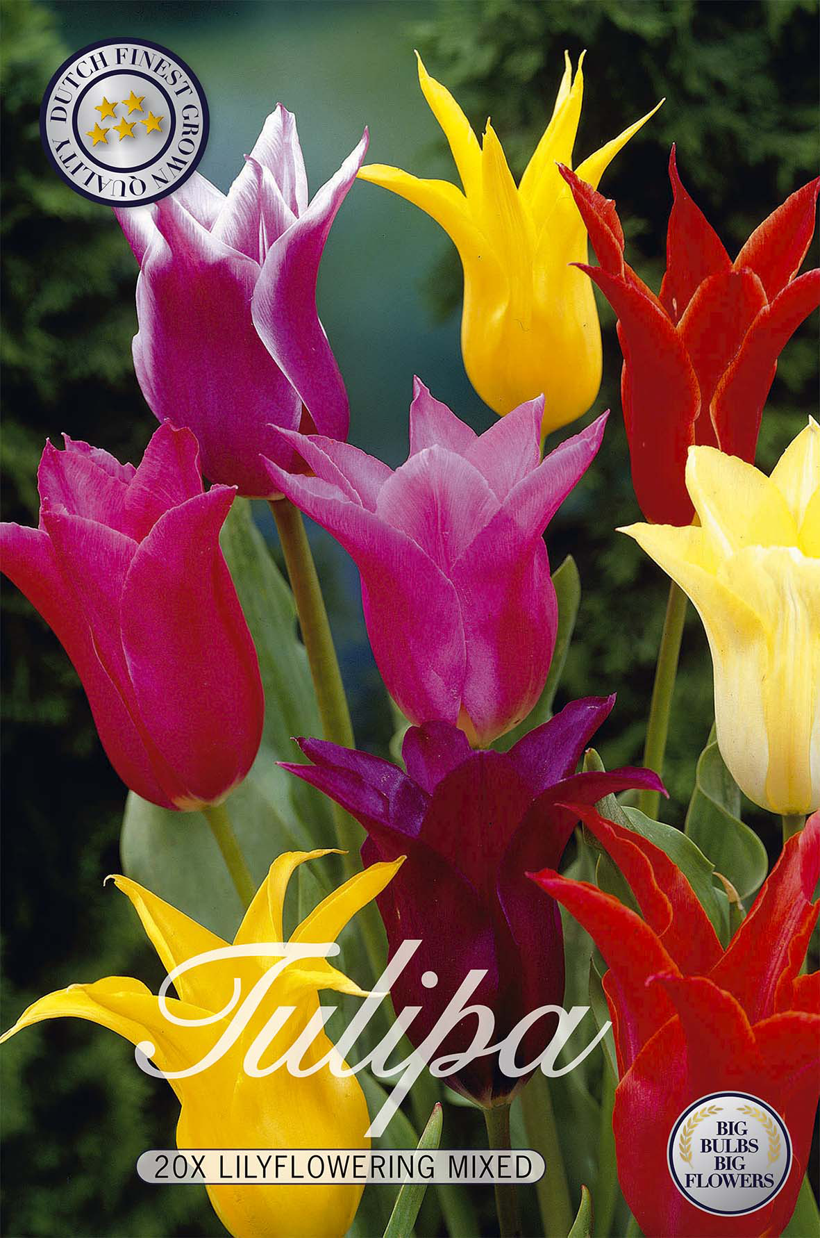 Tulpan Liljeblommande Mix 20-pack