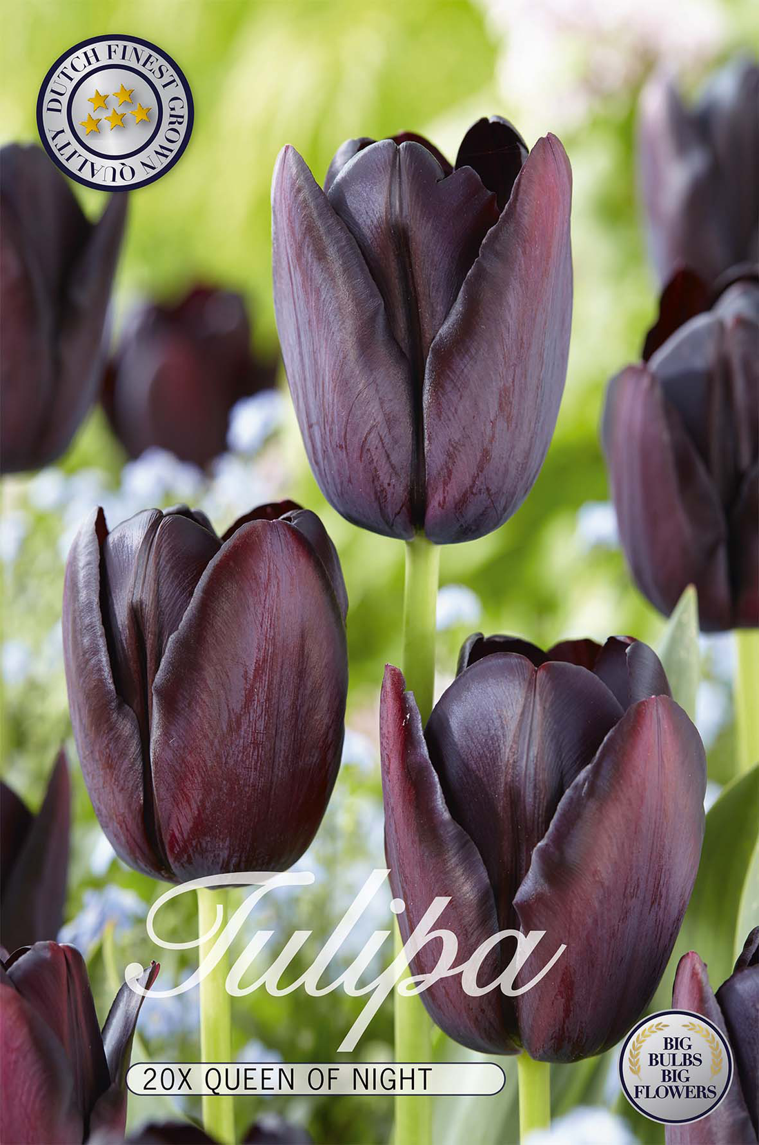Tulpan Queen of Night 20-pack