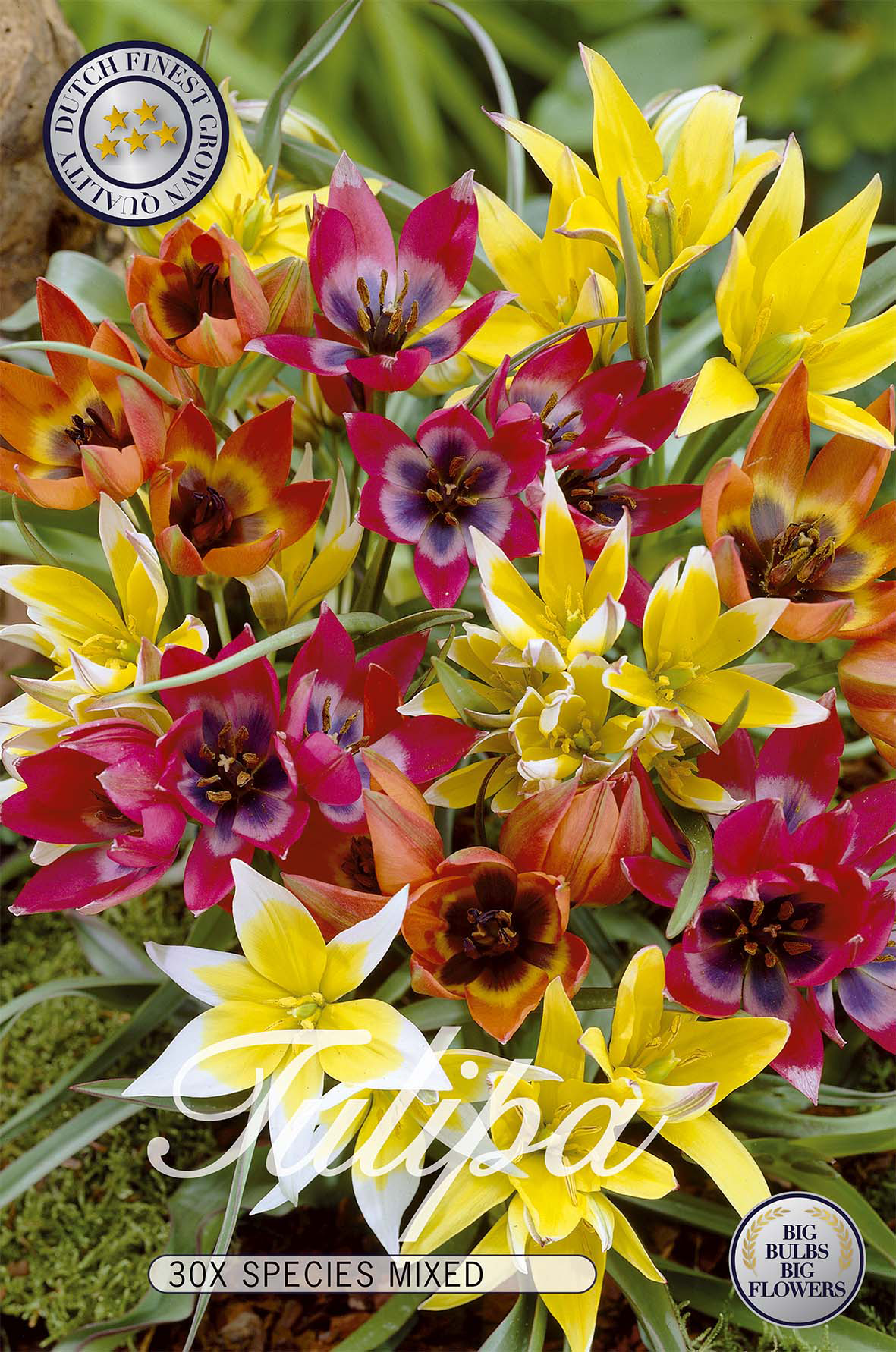Tulpan Vildartad Mix 30-pack