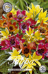 Tulpan Vildartad Mix 30-pack