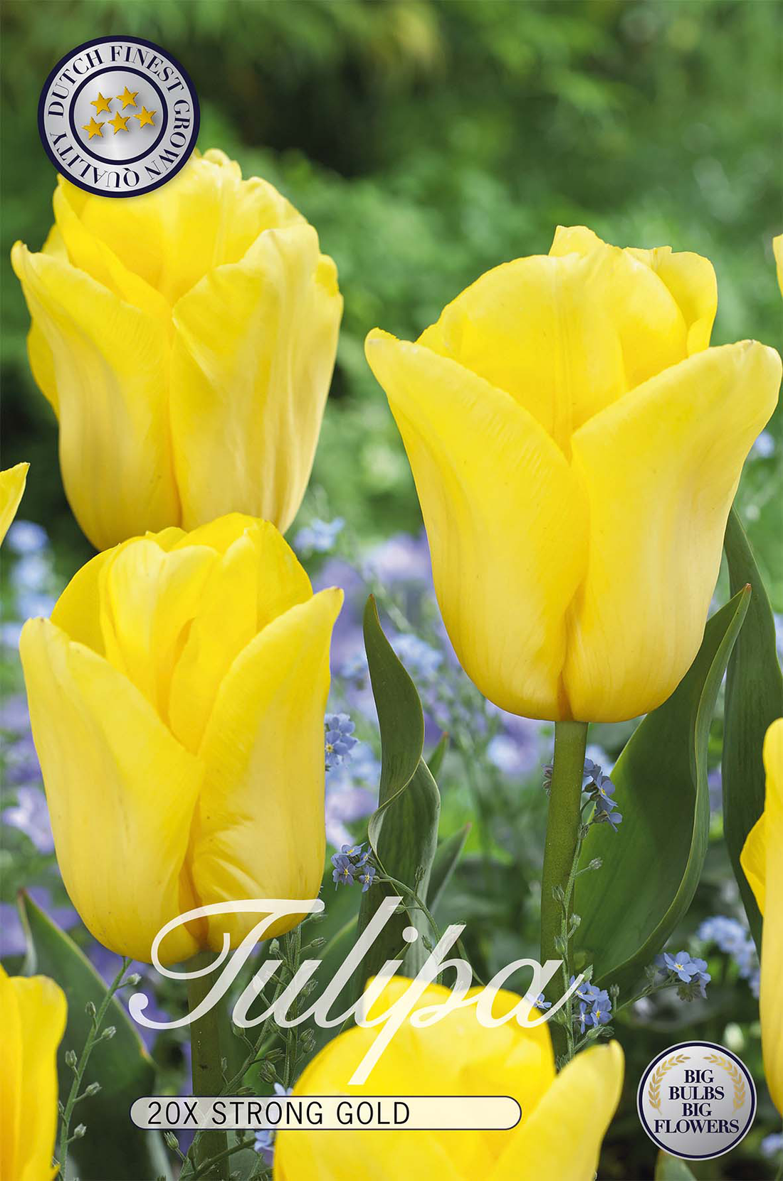 Tulpan Strong Gold 20-pack