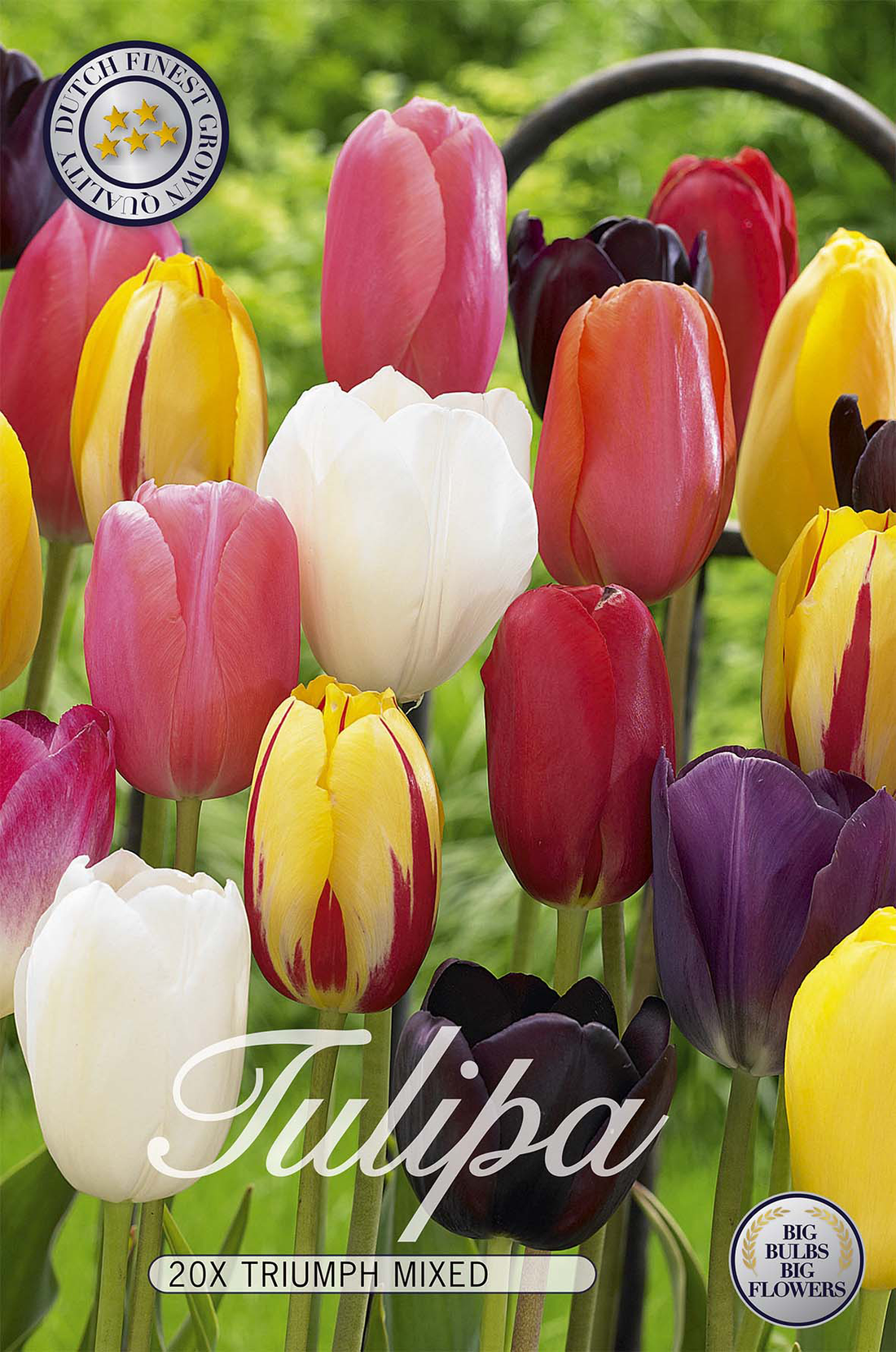 Tulpan Triumph Mix 20-pack
