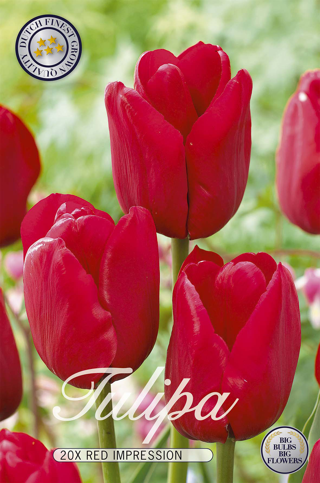 Tulpan Red Impression 20-pack
