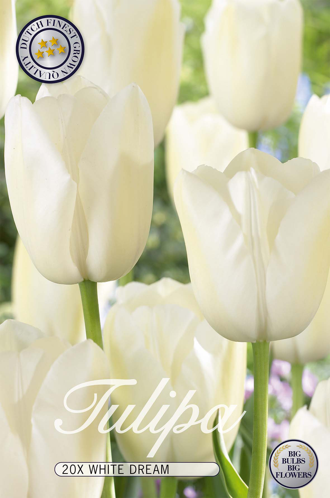 Tulpan White Dream 20-pack