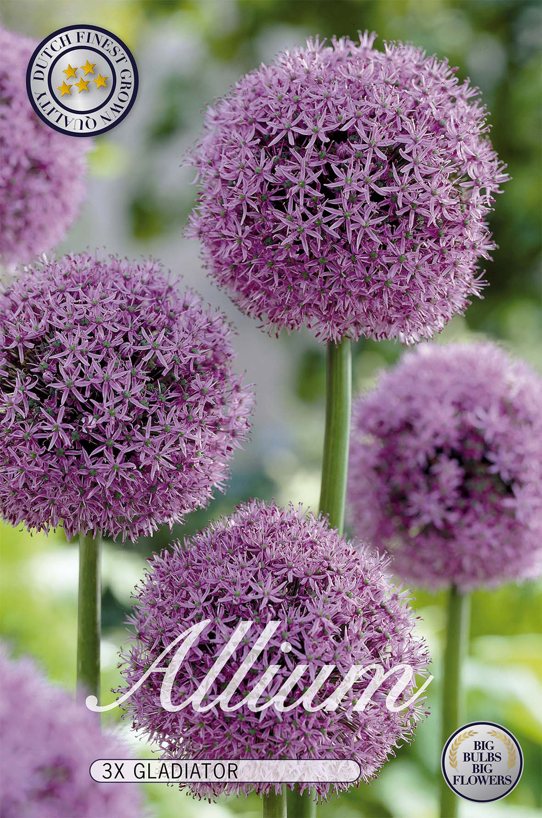 Allium Gladiator 3-pack