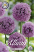 Allium Gladiator 3-pack